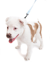 Load image into Gallery viewer, Logo Dog Leash - Blue
