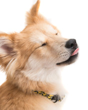 Load image into Gallery viewer, Running Man Dog Collar - Yellow
