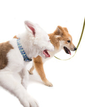 Load image into Gallery viewer, Logo Dog Collar - Blue
